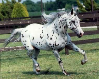 appaloosa_horse2w