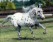appaloosa_horse2w